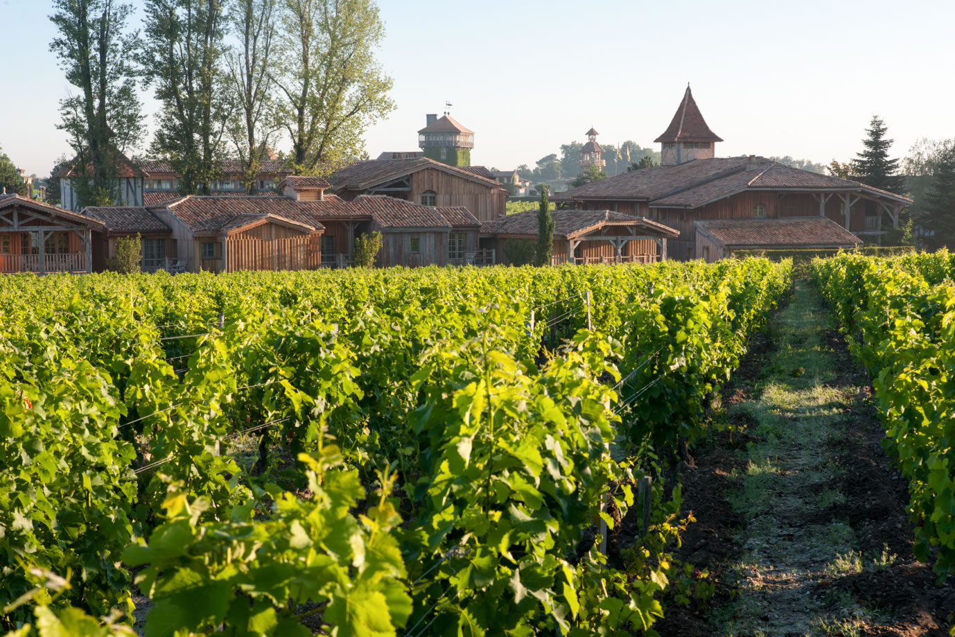 Chemin-vignes_GdeLaubier_2014